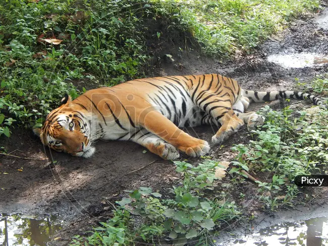 Bengal Tiger Line : 孟加拉虎线