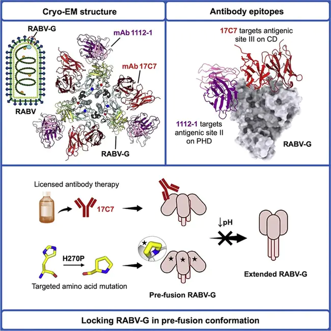 Rabies Immune Globulin : 狂犬病免疫球蛋白