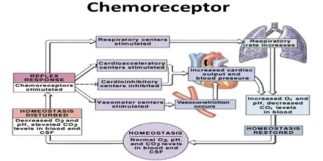 Chemoreceptor trigger zone : 化学受体触发区
