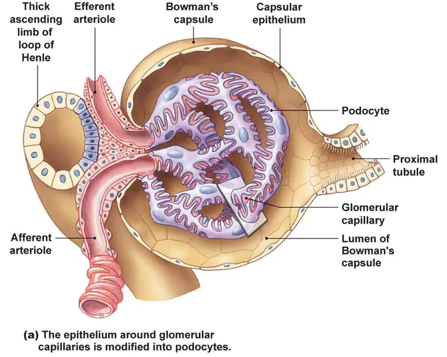 Glomular Filtration Rate : 肾小球滤过率