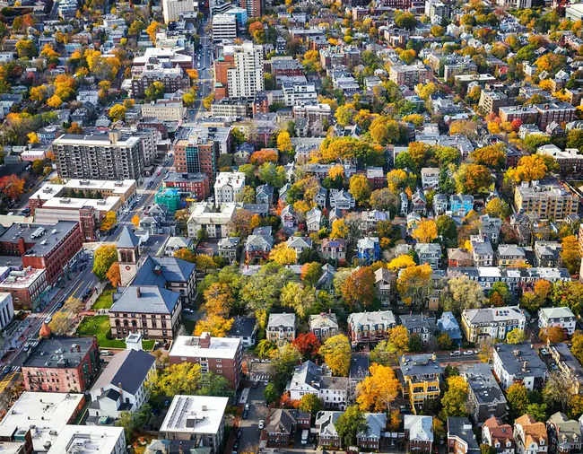 Urban Forest Management Plan : 城市森林管理计划