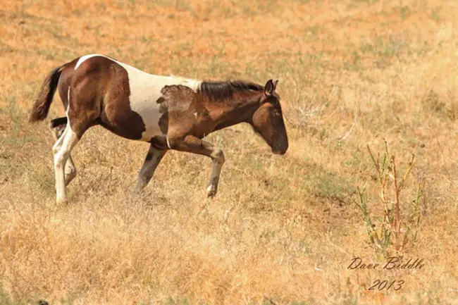 Natural Horse Network : 天然马网