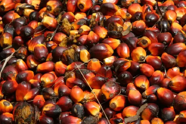 Palm Oil Innovations Group : 棕榈油创新集团