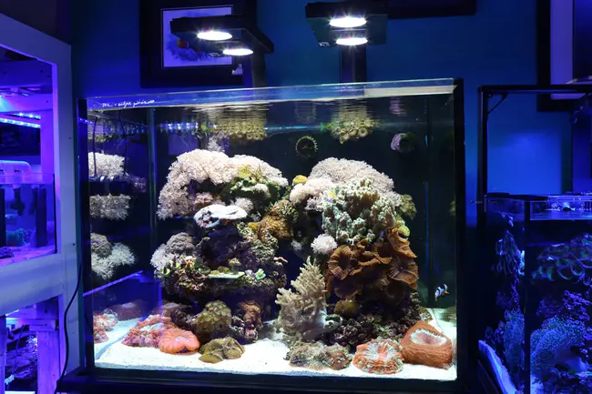 Fish Reef Aquarium Group : 鱼礁水族馆群