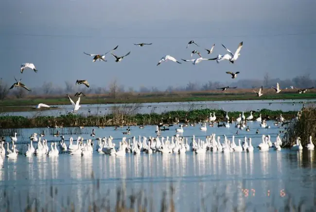 Managed Waterfowl Hunt Areas : 管理水禽狩猎区