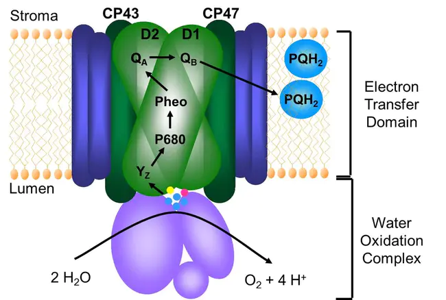 Photosystem II : 光系统II