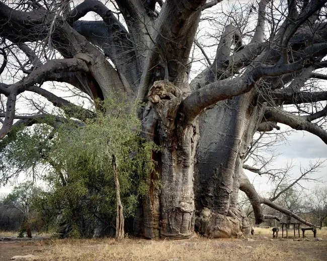 Old Growth Forest : 老林