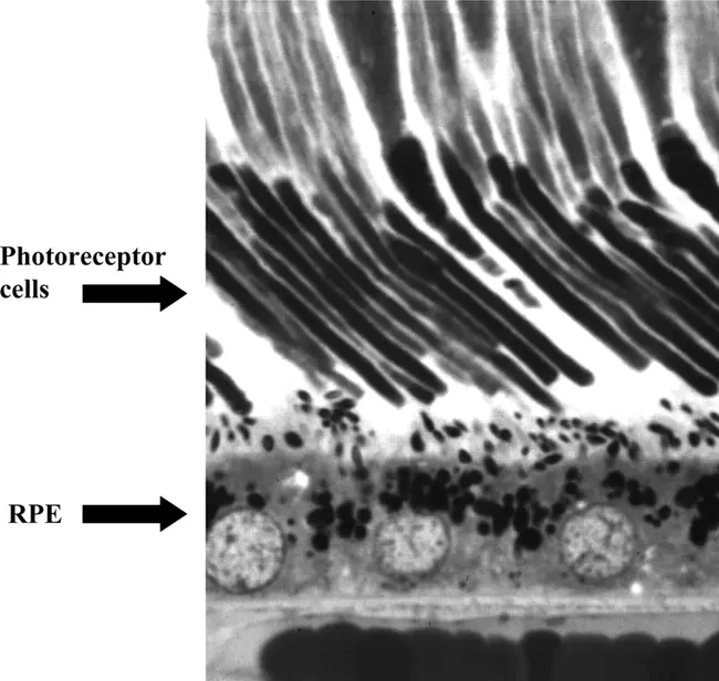 Photoreceptor cadherin : 光感受器钙粘蛋白