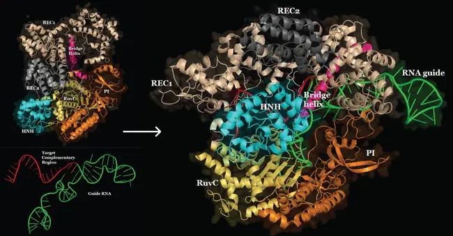 RNA Quality Score : RNA质量分数