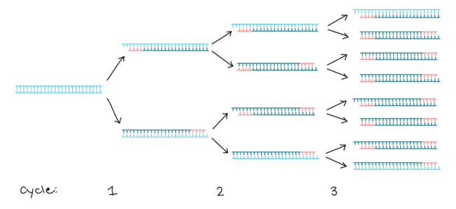 PCR for Antigen Receptor Rearrangements : 抗原受体重排的聚合酶链反应