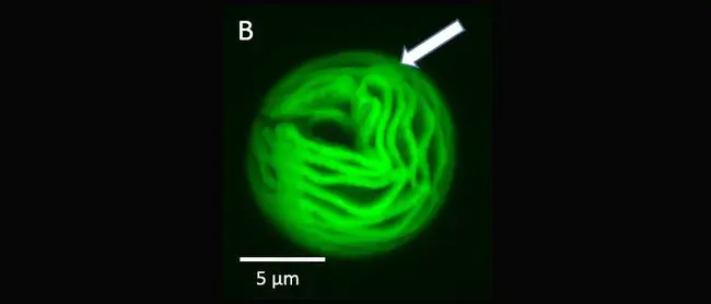 Advanced Fluorescence Microscopy Unit : 先进荧光显微镜装置