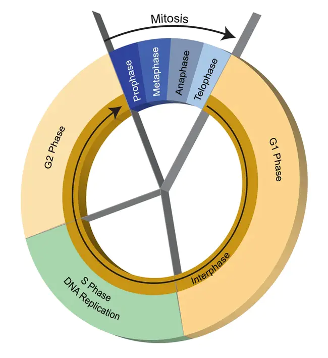 The Citric Acid Cycle : 柠檬酸循环