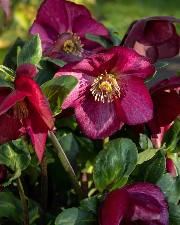 Hellebore Gold Collection : Hellebore黄金系列