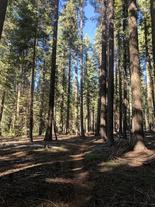 Lassen National Forest : 拉森国家森林