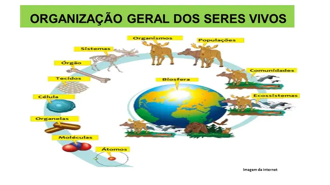 Núcleo de Inspeção e Organização Escolar : 检测核心