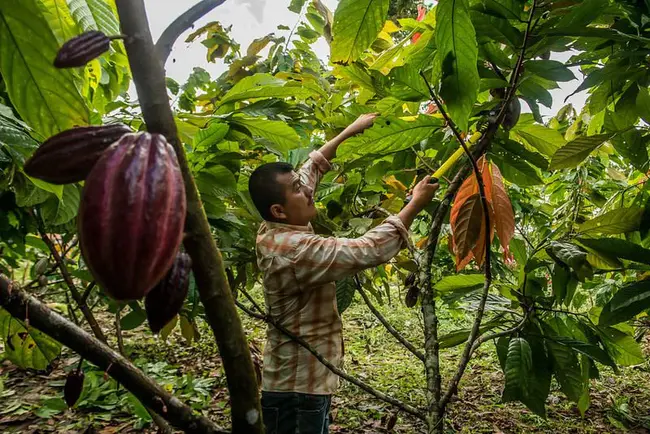 Subtropical Farm Forestry Association : 亚热带农林协会