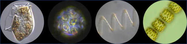 Phytoplankton Monitoring Network : 浮游植物监测网