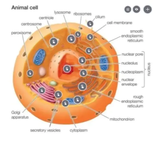 Small Unilamellar Vesicle : 小单层囊泡