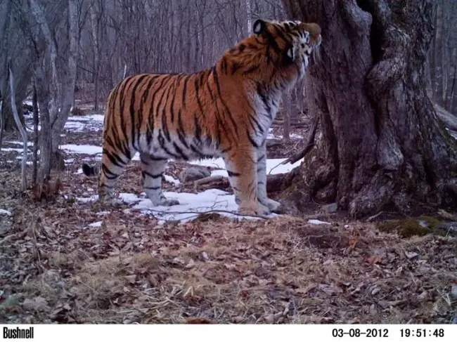 Animal Behaviour Research Group : 动物行为研究组