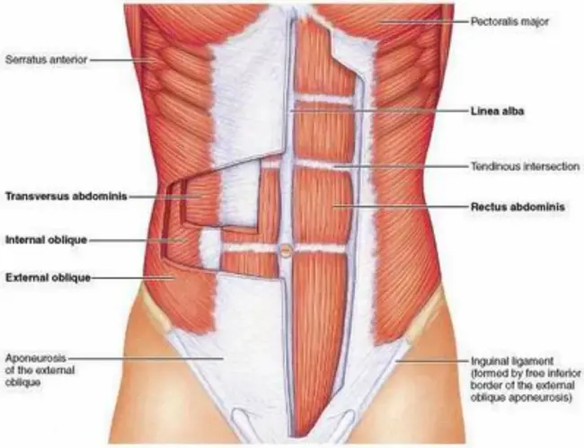 External Urethral Meatus : 外尿道口