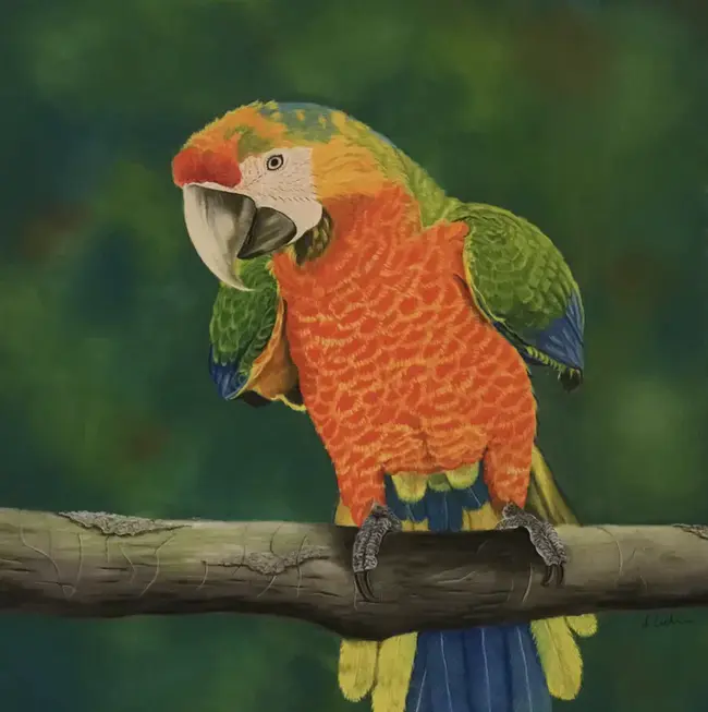 Pastel Parrot : 粉彩鹦鹉
