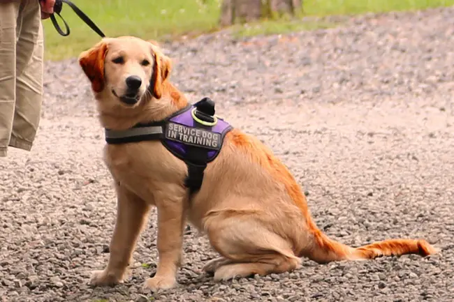 Certified Trick Dog Instructor : 认证的恶作剧犬教练