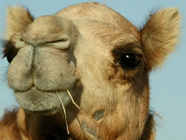 CAMEL Service Environment : 骆驼服务环境