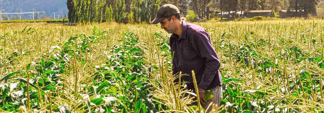 Sustainable Farming and Food Strategy : 可持续农业和粮食战略