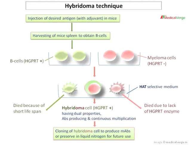 Hybridoma Serum Free Media : 杂交瘤无血清培养基