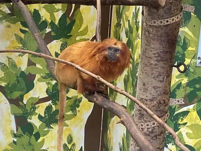 Golden Lion Tamarin : 金狮狨