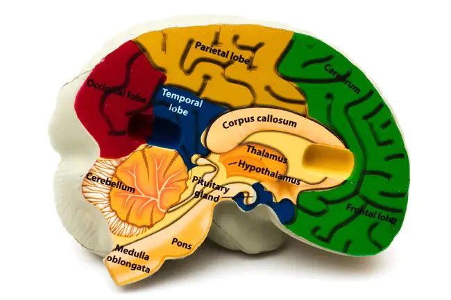 Subcortical ischaemic vascular dementia : 皮质下缺血性血管性痴呆