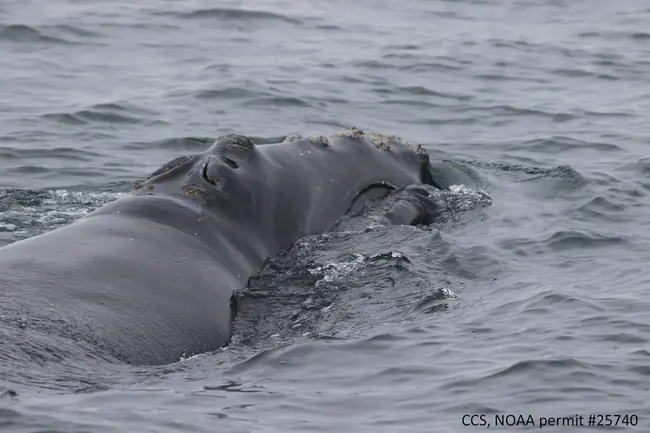 Northern Right Whale : 北露脊鲸