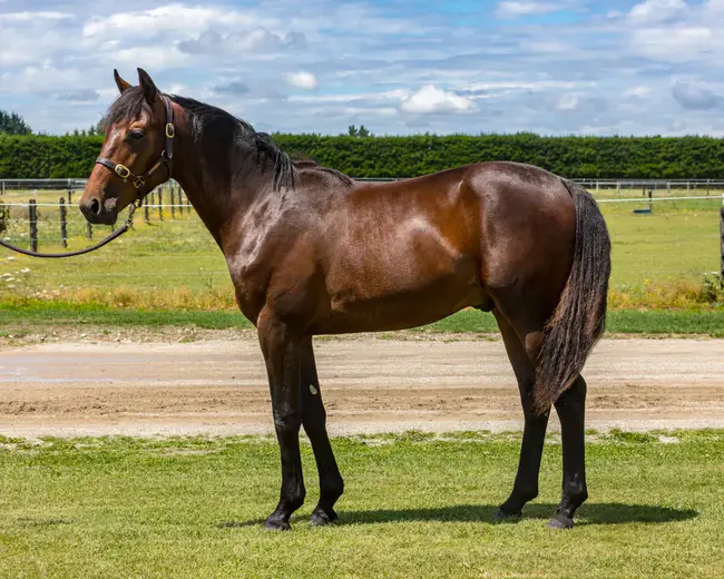 Standardbred Association Queensland : 昆士兰标准种马协会