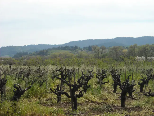 Sonoma Coast Vineyards : 索诺玛海岸葡萄园