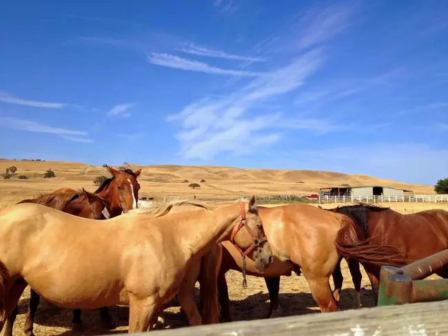 Western States Stock Horse : 西部各州的马匹