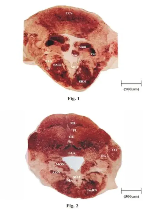 Histoenzymological : 组织酶学