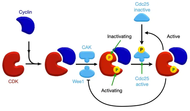 Cyclin Dependent Kinases : 细胞周期蛋白依赖激酶类