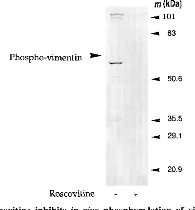 Cyclin Depended Kinase : 细胞周期蛋白依赖激酶