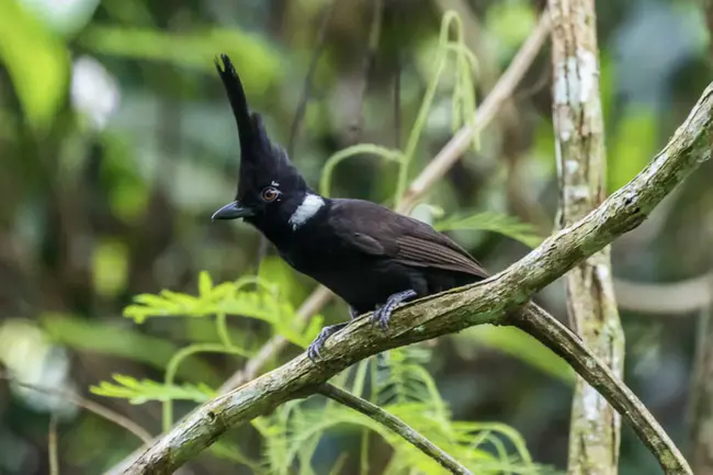 Bird Monitoring Data Exchange : 鸟类监测数据交换