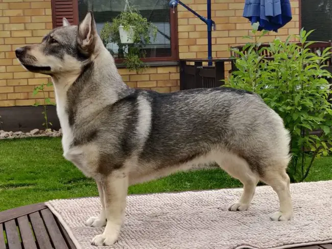 Finnish Dog Breeder Club : 芬兰养狗俱乐部