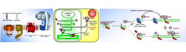 Chloroplast Genome Analysis Platform : 叶绿体基因组分析平台