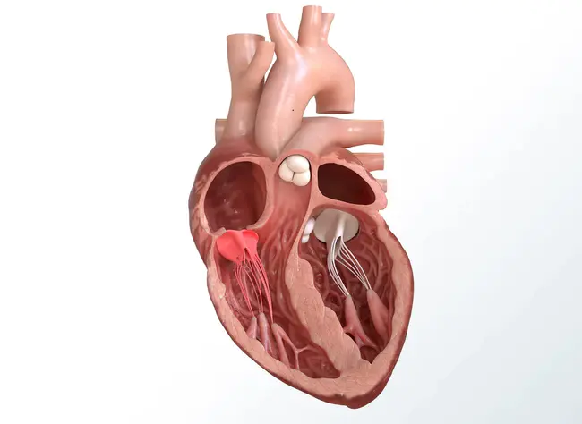 Tricuspid Annular Systolic Velocity : 三尖瓣环收缩速度