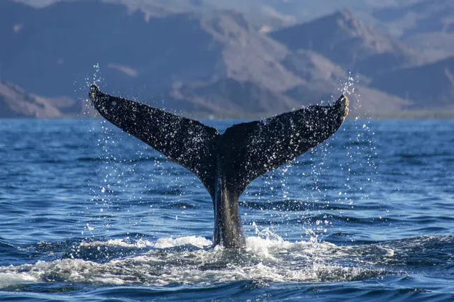 Great Whale Conservancy : 大鲸鱼保护区