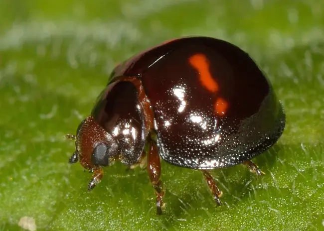 Exotic Wood Boring Beetles : 奇异的钻木甲虫