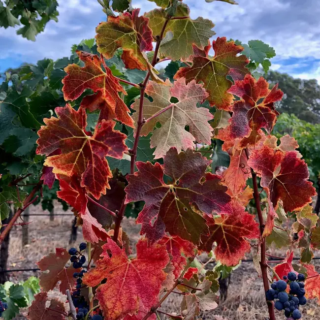 Grapevine Algerian Latent Virus : 葡萄藤阿尔及利亚潜伏病毒