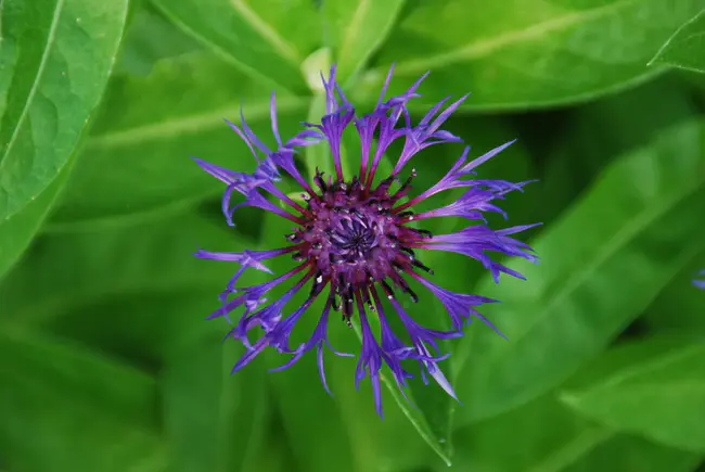 New England Wetland Plants : 新英格兰湿地植物