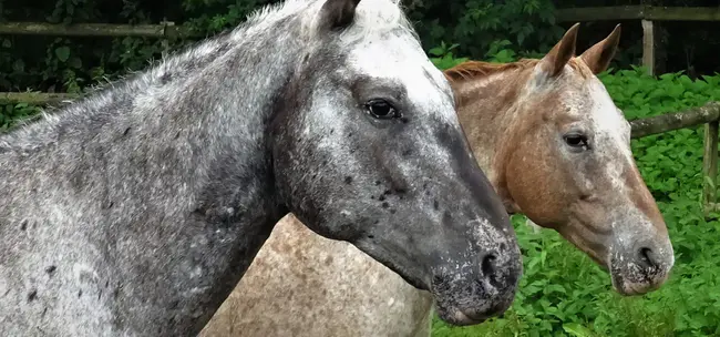 Appaloosa Horse Club of Canada : 加拿大阿帕卢萨马俱乐部