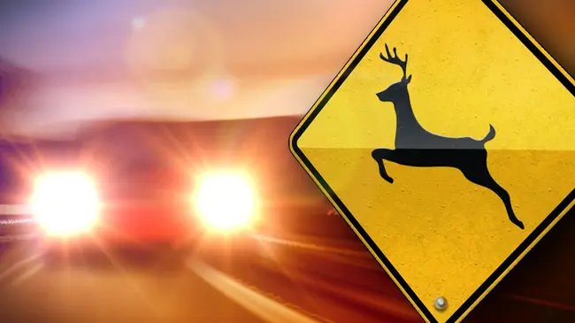 Deer Crossing : 鹿杂交