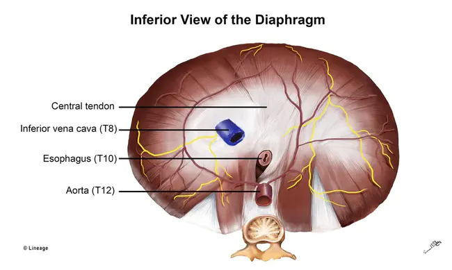 Diaphragm Pacing System : 隔膜起搏系统