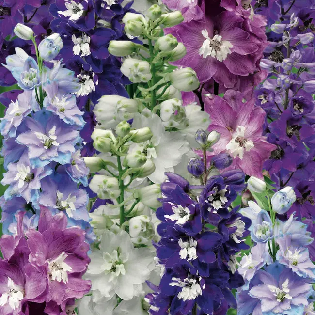 Delphinium Pacific Giant Astolat : 太平洋飞燕草